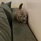 قطه للبيع