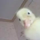 حيونات. اليفه