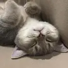 قطة انثى سكوتش ستريت لتبني