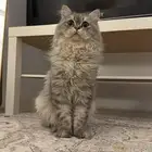 قط ذكر طالب تزاوج سليم من الامراض