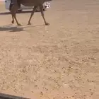 للبيع لقحه ملاقي