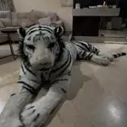 اسد محشي بقطن
