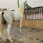 حصان شعبي