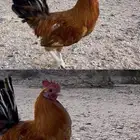 دجاج بلدي ثلاثة ذكور للبيع الموقع قيا بني الحارث