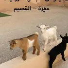 2 تيوس قزميه و1 جفره قزميه