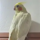 كروان (لاتيني)