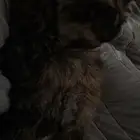 قطة شيرازية