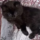 قطط