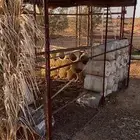 شبك بقلاوه