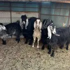 معزاء مضاريع