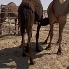 قعود طايش حدر امه