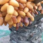 لبييع صيف النخل