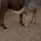 عشراء صفرا تحتها قعود