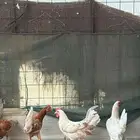 دجاج بلدي عمر 3 اشهر نظيف