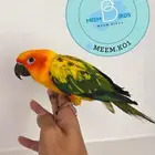 صن كنيور اليف صبغه قويه