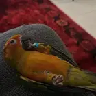 صن كنيور هدد داخلي وخارجي