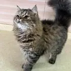 قطط ذكر وأنثى للتبني