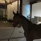 مهره شعبيه و ابوها واهو و دهماء شعبيه و عمرها 8 شهور