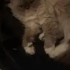 قط ه أنثى تزاوج