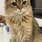 سكوتش للتبني