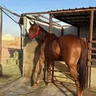 حصان