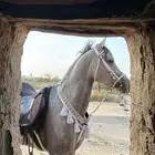 حصان كفوو