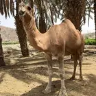 للبيع