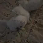 قطط شيرازي للتبني