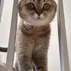 سكوتش فولد تربل