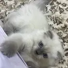 كيتنز سكوتش فولد هملايا
