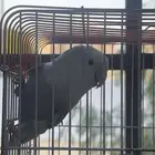 روز اليف