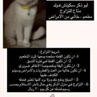 قط ذكر سكوتش فولد للتزاوج