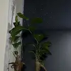 شتلات بونساي الشجرة القزمه