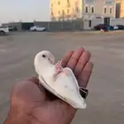 روز البينو هدد ومتكلم