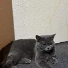 قطه للبيع