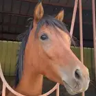 خيل والبيع عجل