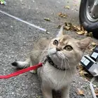 قطه سكوتش لتبني