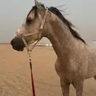 خيل للبيع - حصان ( الحد 3100 )