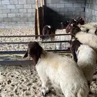 طليان نعيم فاخره