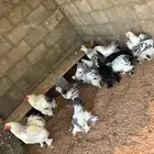 دجاج يراهما