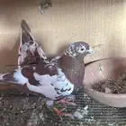 زوج موناليز