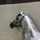 خيل