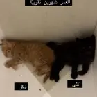 كتن للتبني شيرازي