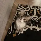 قطط للتبني
