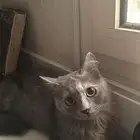 قطة شيرازية للتبني