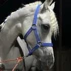 فرس شعبيه للبيع