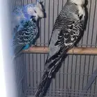 طيور بادجي انجليزي