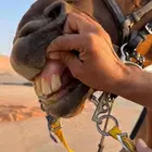 فرس انقليزيه مع ولدها