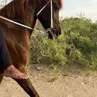 فرس شعبيه كفو جدا وتشبه الواهو