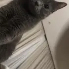 قطوه للتبني